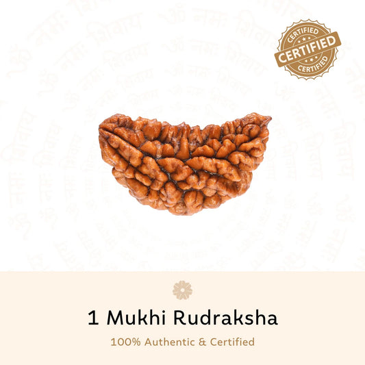 1 Mukhi Rudraksha - Certified | Ek Mukhi Rudraksha | Original, Natural, Lab Certified, Best for Meditation & Prosperity