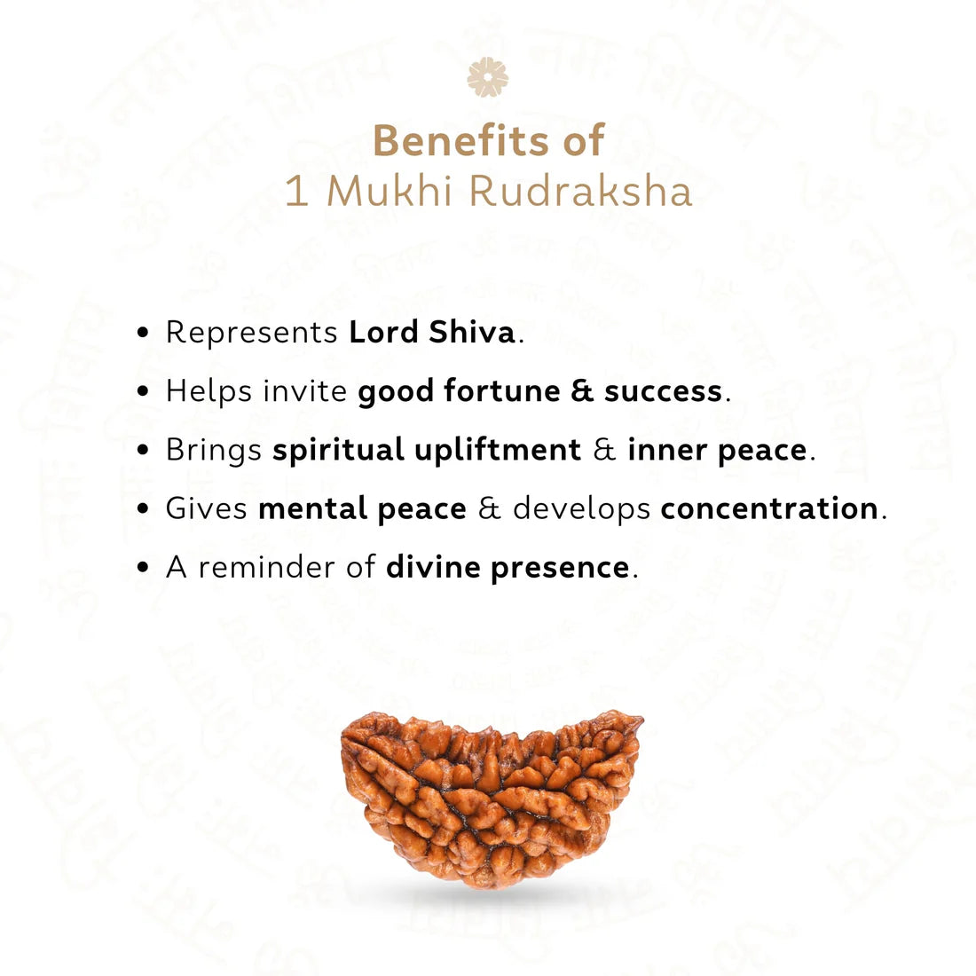 1 Mukhi Rudraksha - Certified | Ek Mukhi Rudraksha | Original, Natural, Lab Certified, Best for Meditation & Prosperity