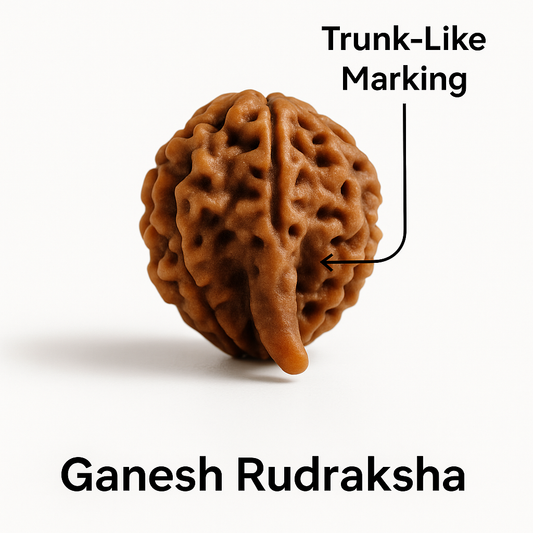 🕉️ Ganesh Rudraksha – Certified  | Ganapati Rudraksha Bead