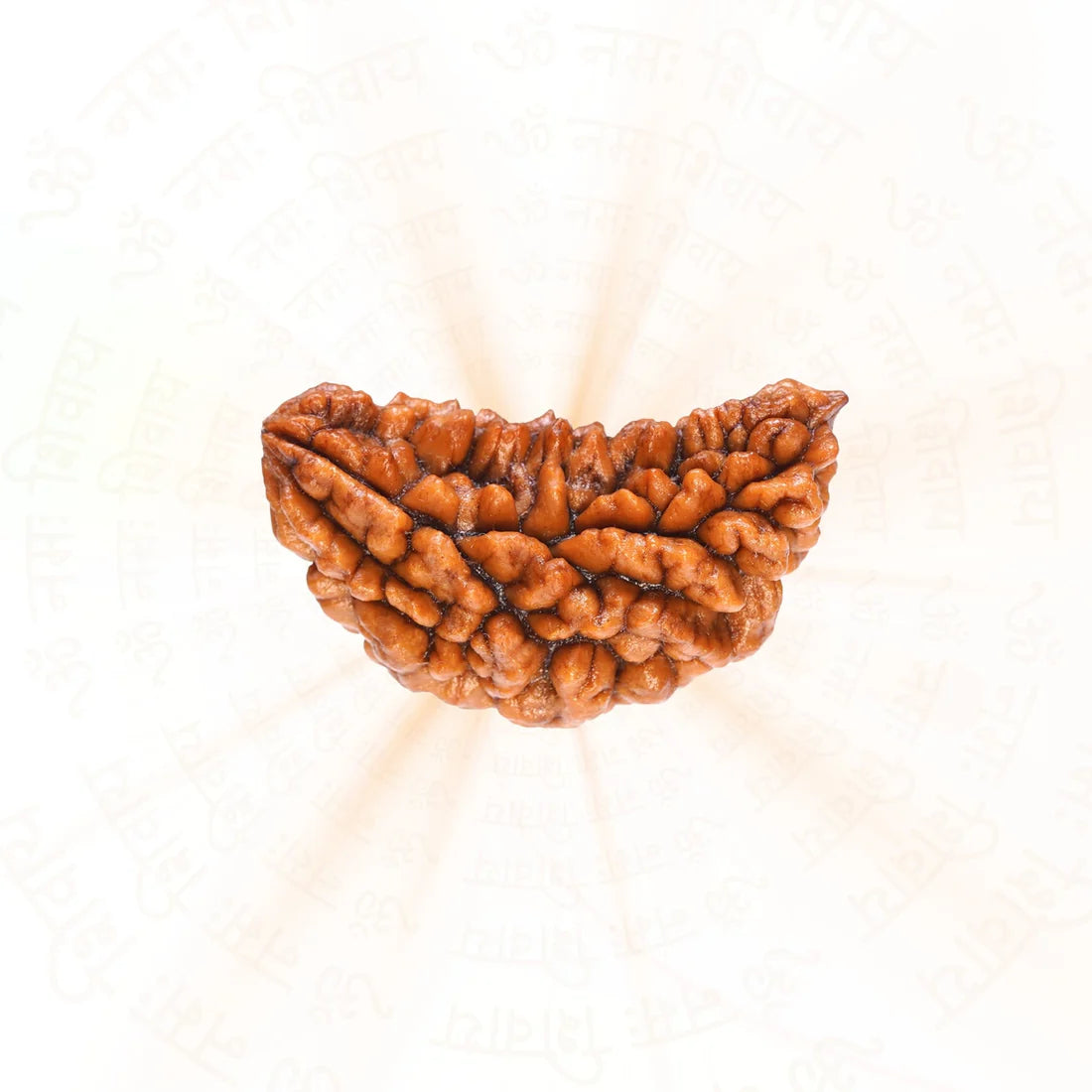 1 Mukhi Rudraksha - Certified | Ek Mukhi Rudraksha | Original, Natural, Lab Certified, Best for Meditation & Prosperity