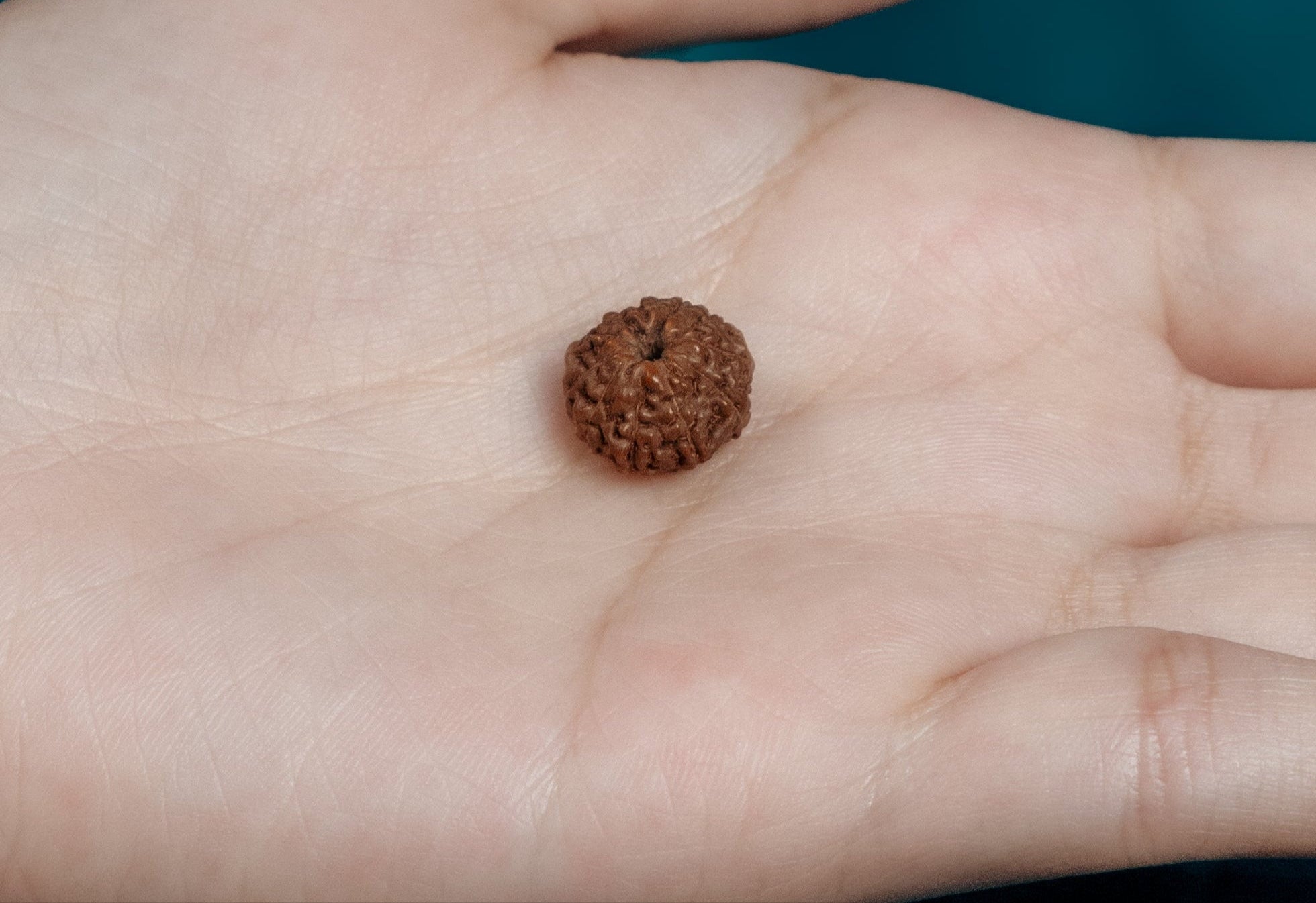 Small brown rudraksh held in a hand against a blue background